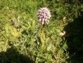 /album/galleria-fotografica/orchis-tridentata-3-jpg/